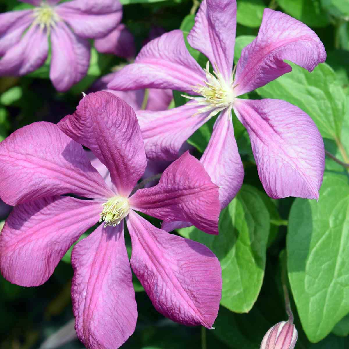 Clematis Margot Koster (M. Koster)