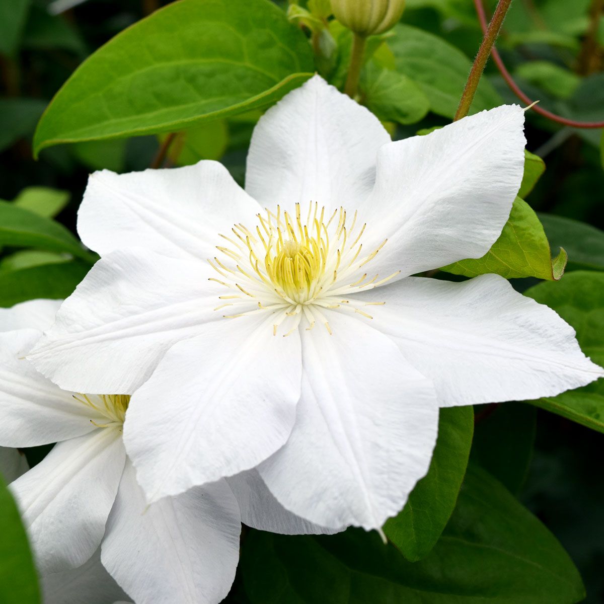 Clematis Marie Boisselot