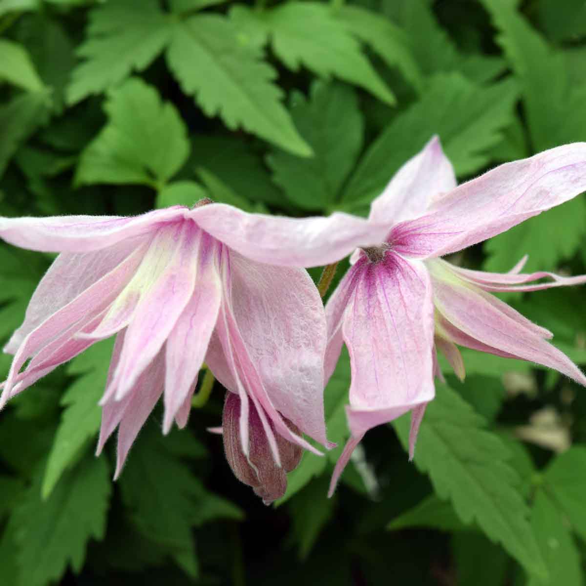 Clematis Markhams Pink