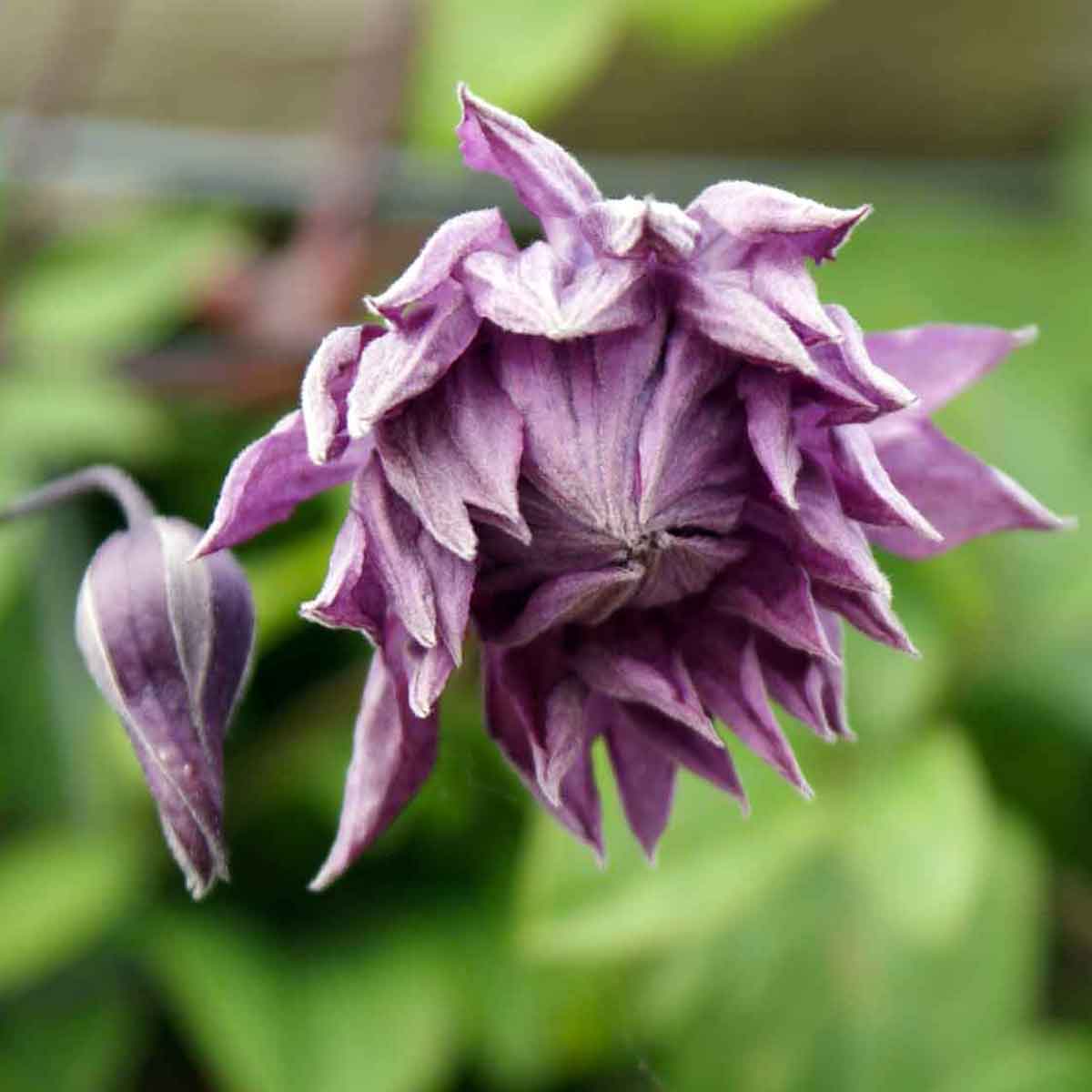 Clematis Mary Rose (viticella 'Flore Pleno')