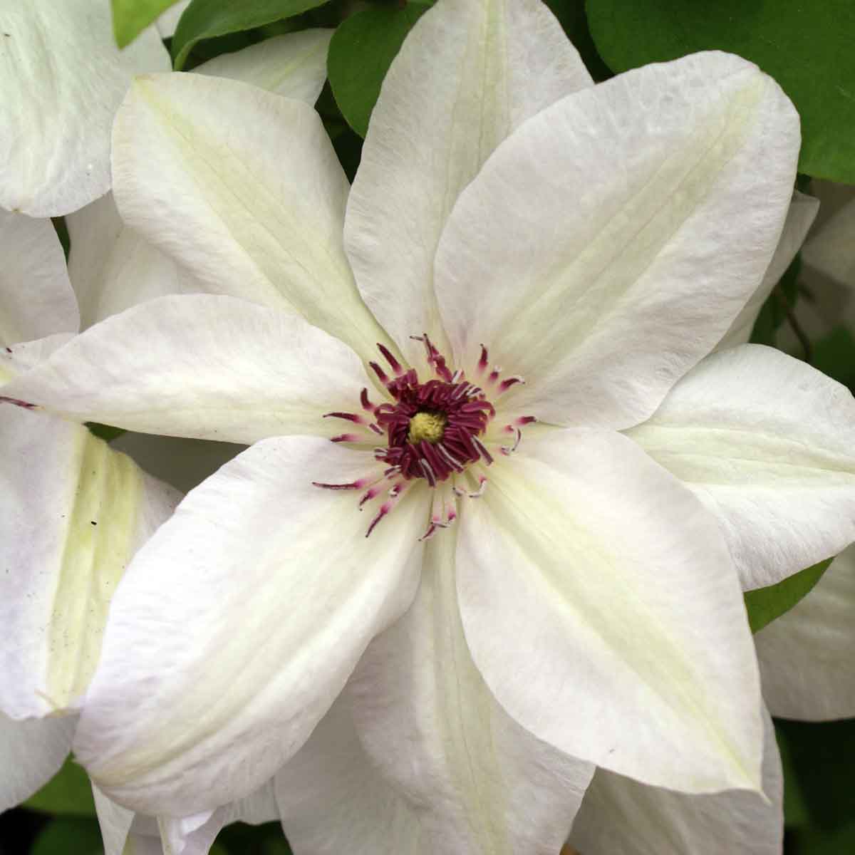 Clematis Miss Bateman