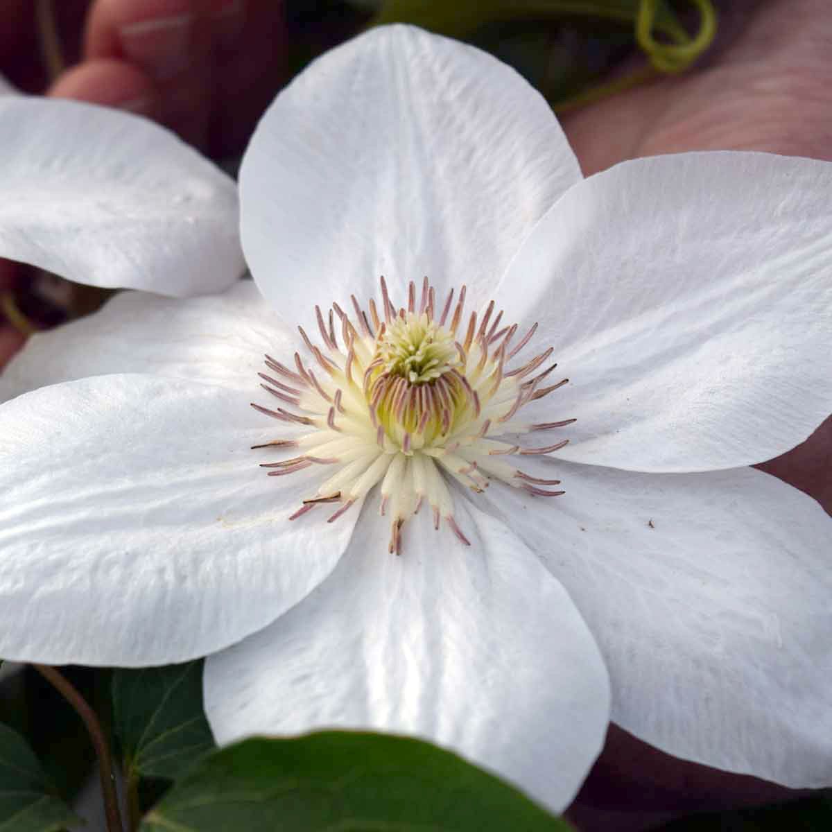 Clematis Mrs George Jackman