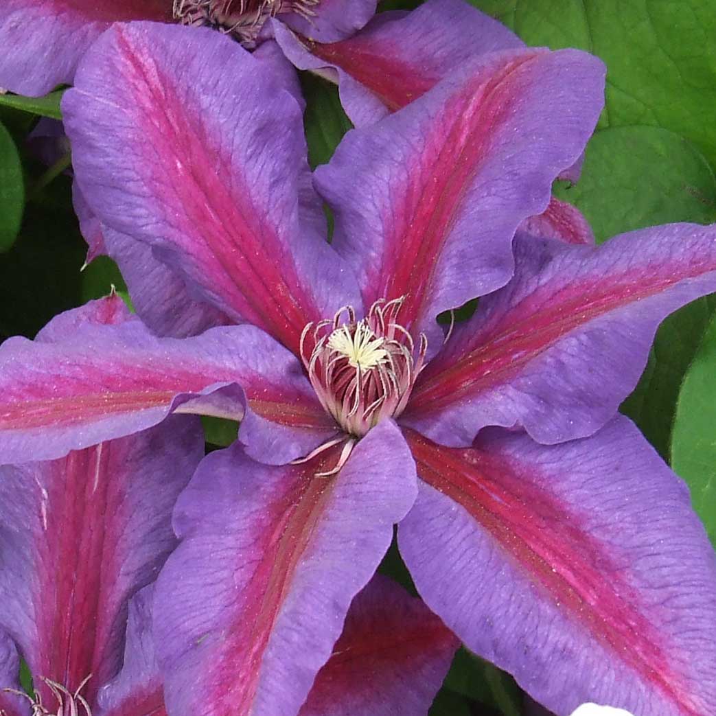 Clematis Mrs N. Thompson