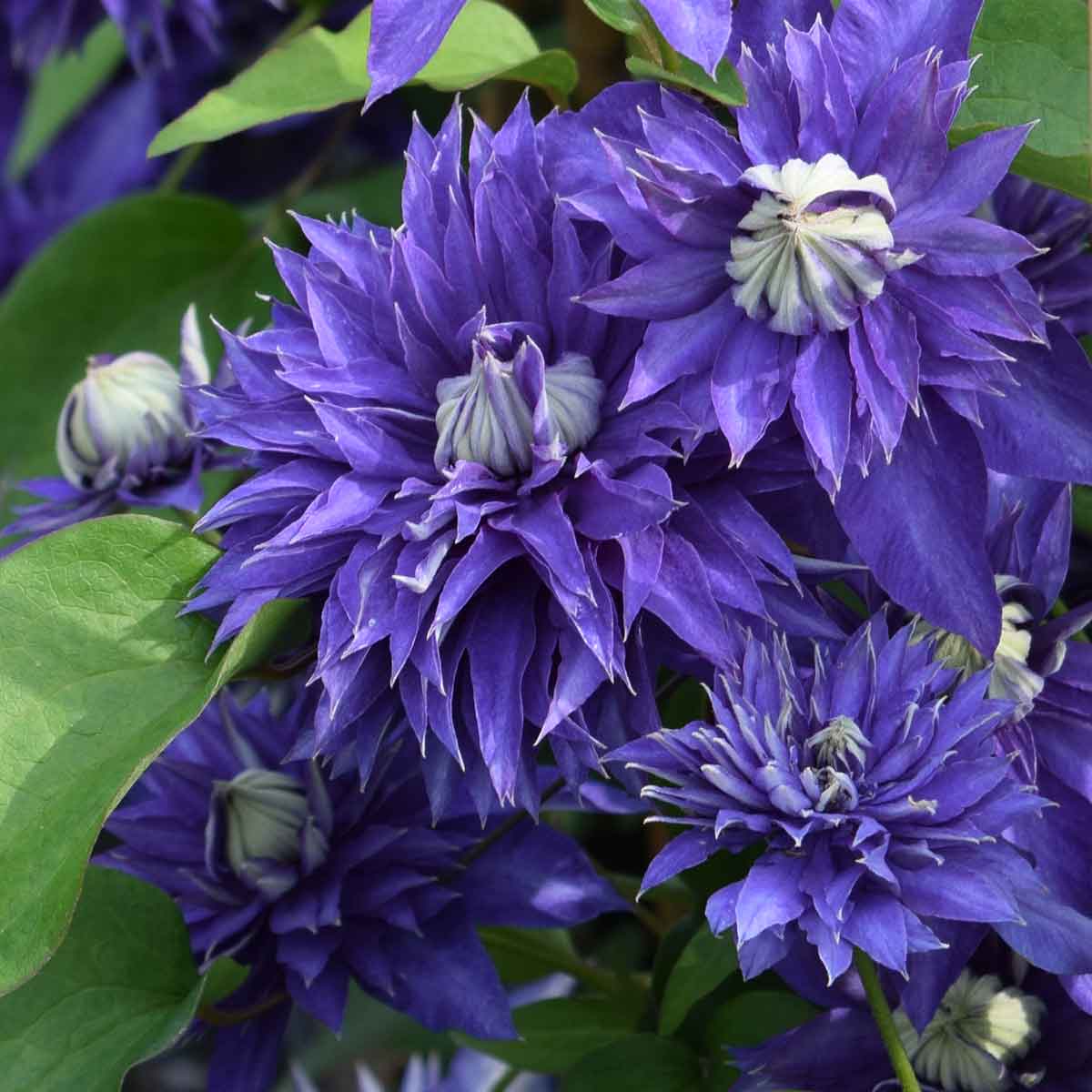 Clematis Multi Blue