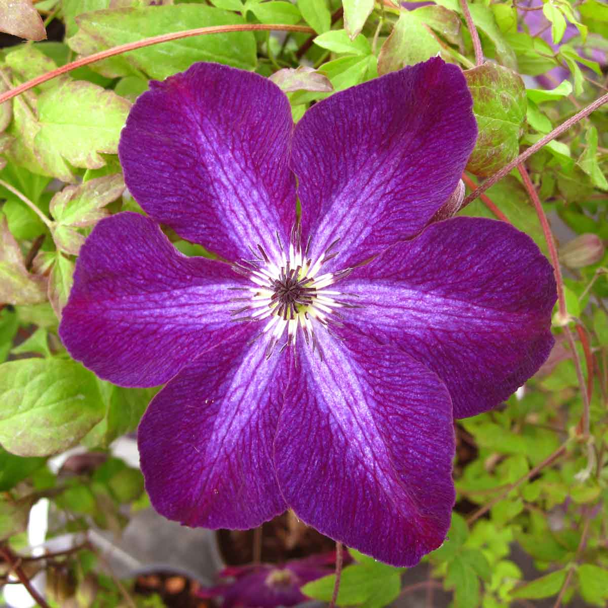 Clematis Night Veil Superior Quality Climbers thorncroftclematis.co.uk
