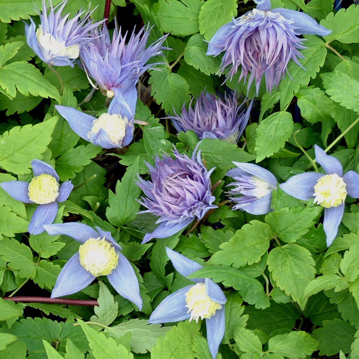 Clematis Ocean Pearl