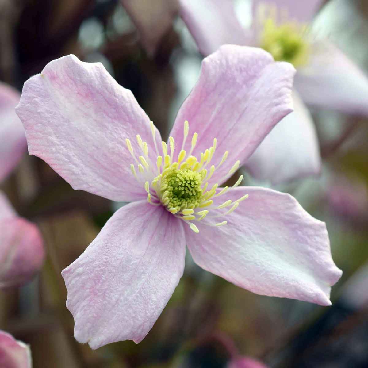 Clematis Odorata (montana var. rubens 'Odorata')
