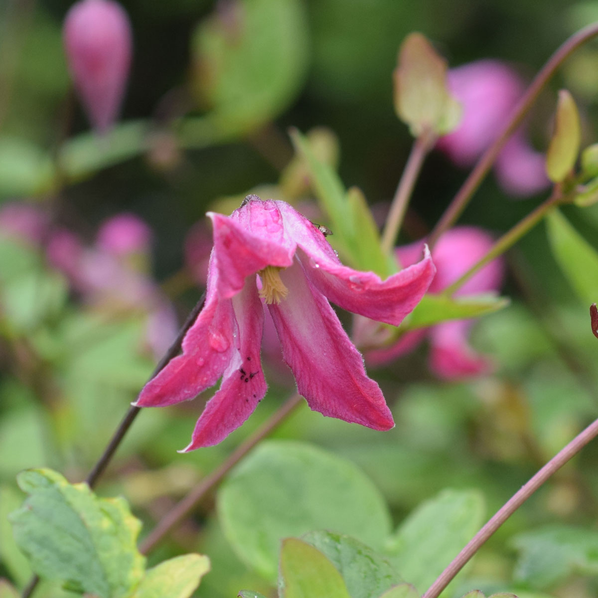 Clematis Odoriba