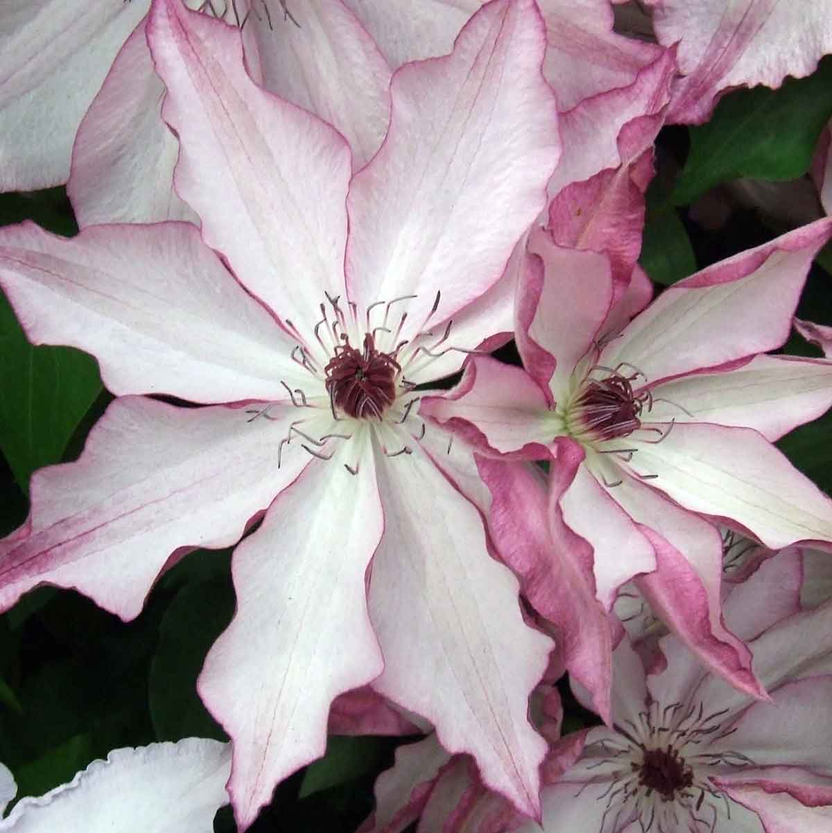 Clematis Omoshiro