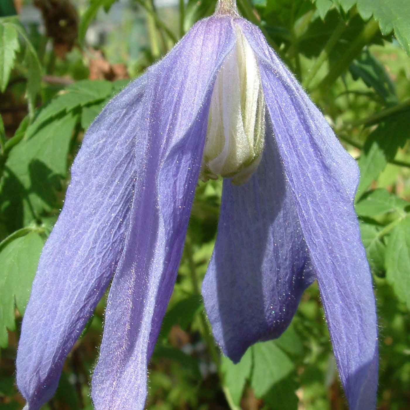 Clematis Pamela Jackman