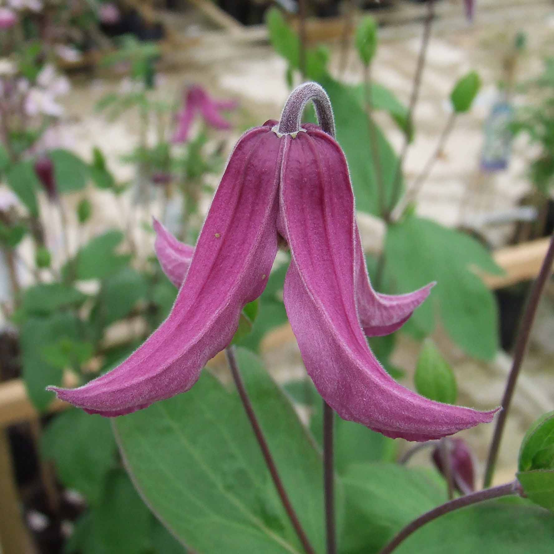 Clematis Pangbourne Pink Superior Quality Climbers thorncroftclematis.co.uk
