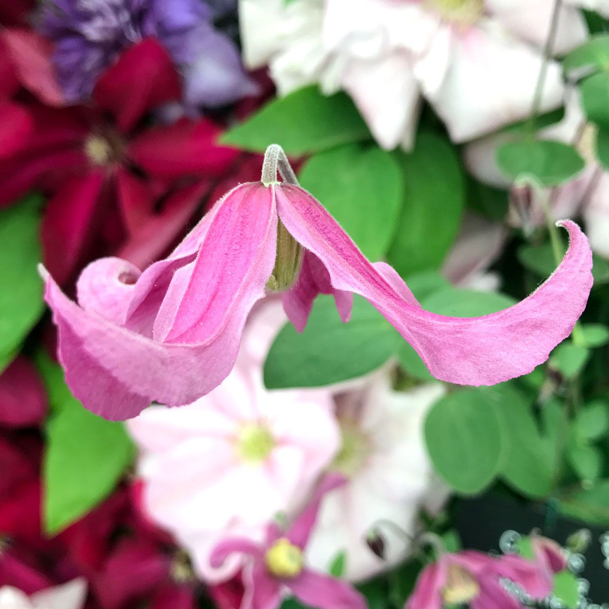 Clematis Pangbourne Pink