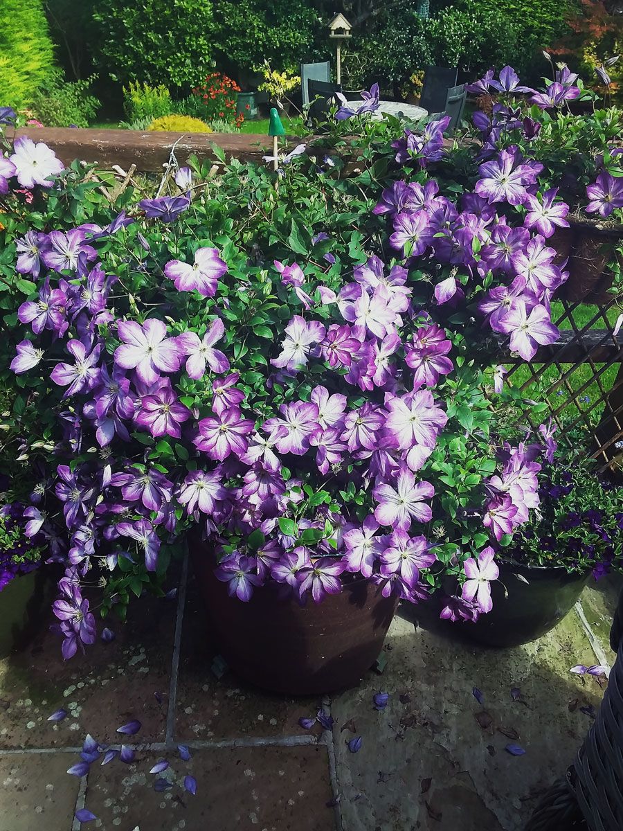 clematis-pernille-zo09113-8698