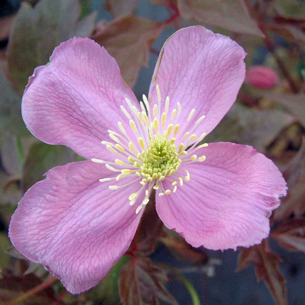 Clematis Pictons Variety