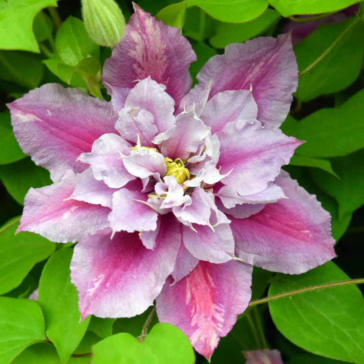 Clematis Piilu