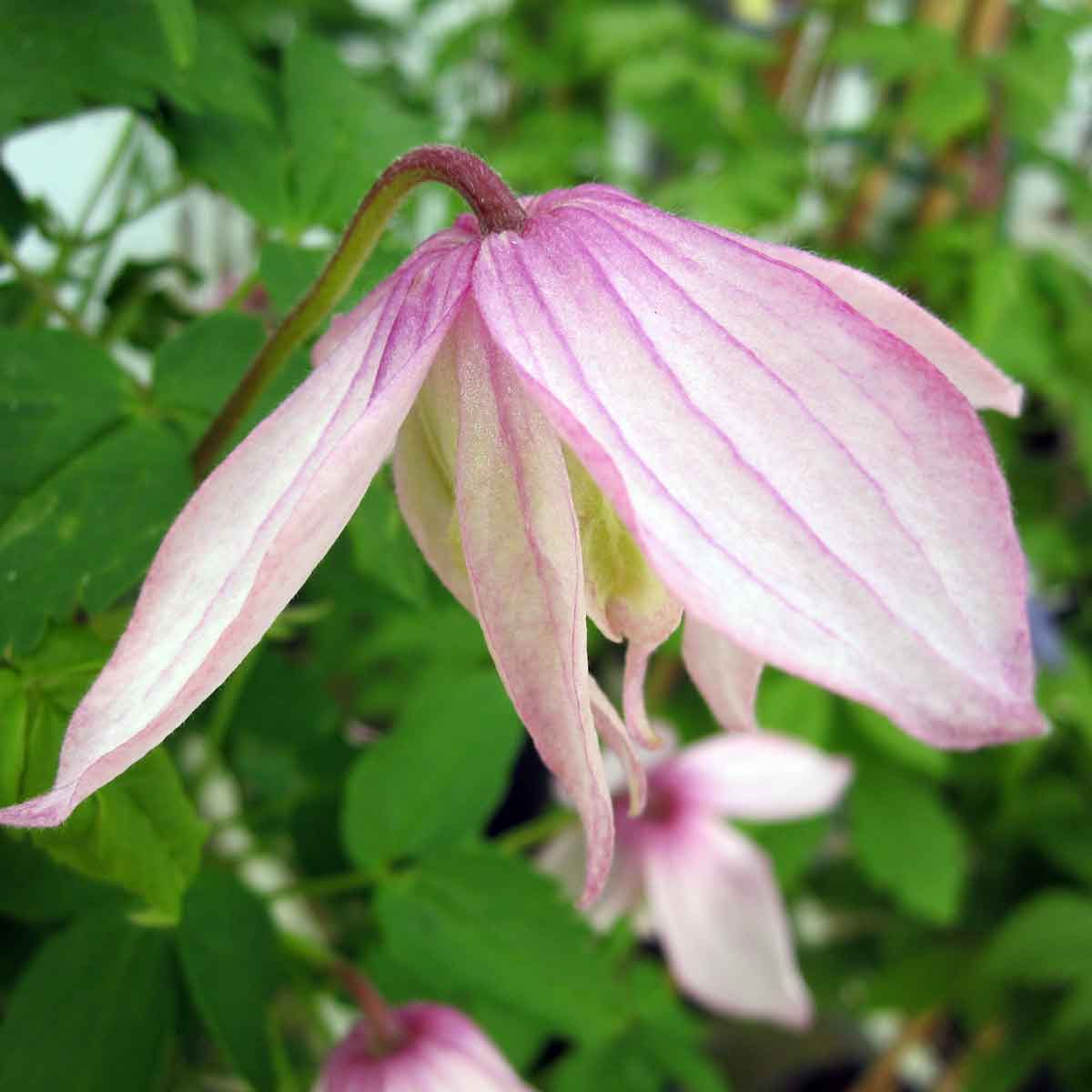 Clematis Pink Flamingo