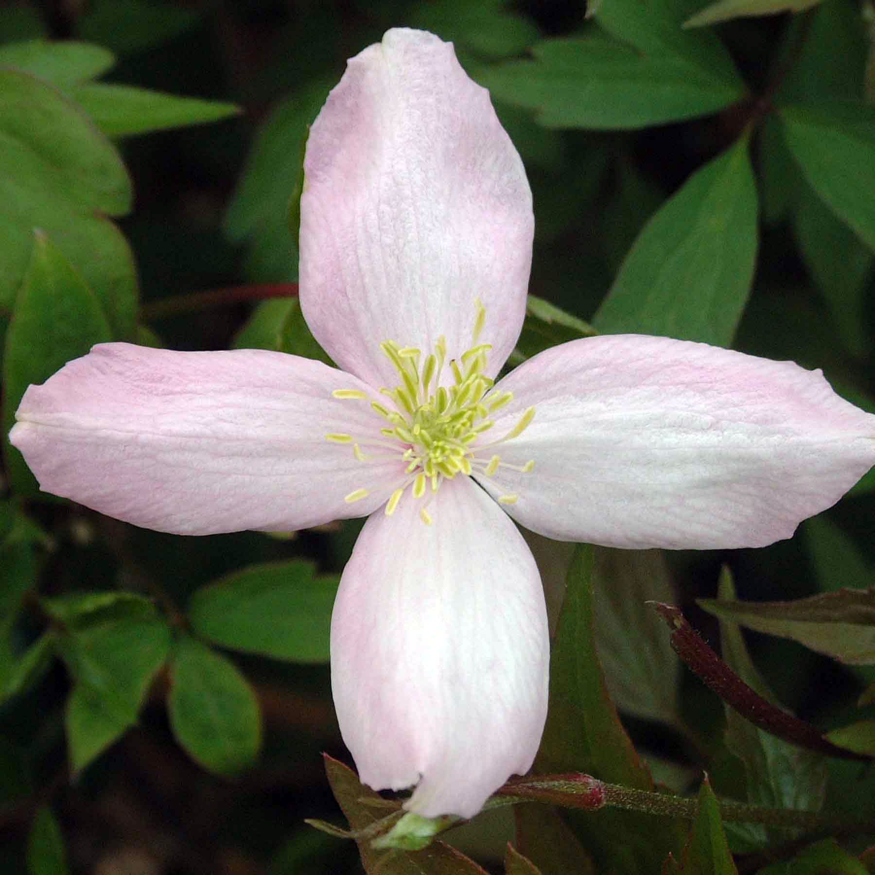 Clematis Pink Perfection (montana var. rubens 'Pink Perfection')