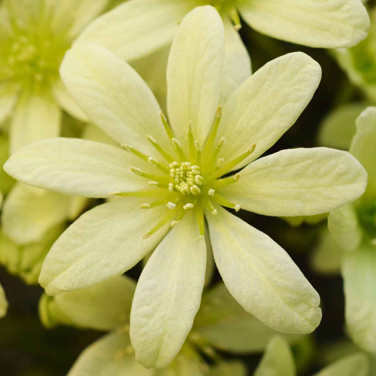 Clematis Pixie