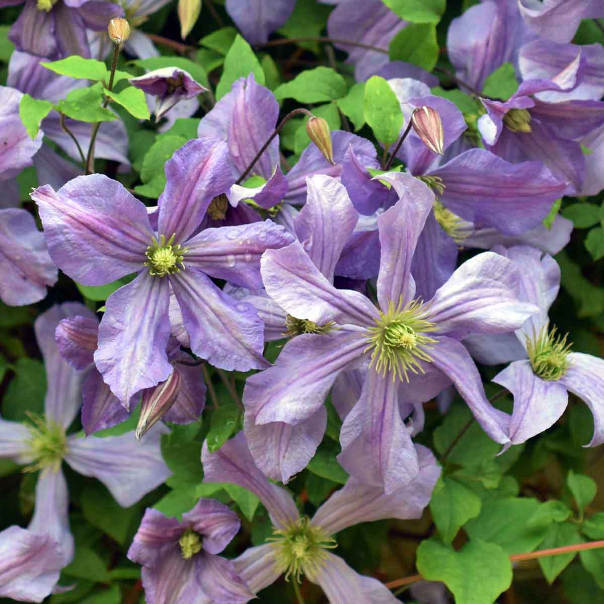 Clematis Prince Charles