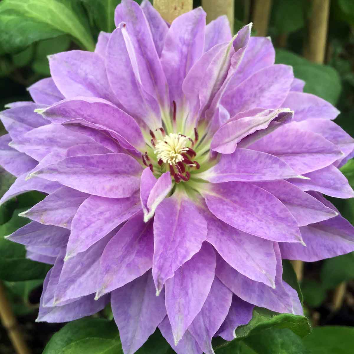 Clematis Princess Charlotte