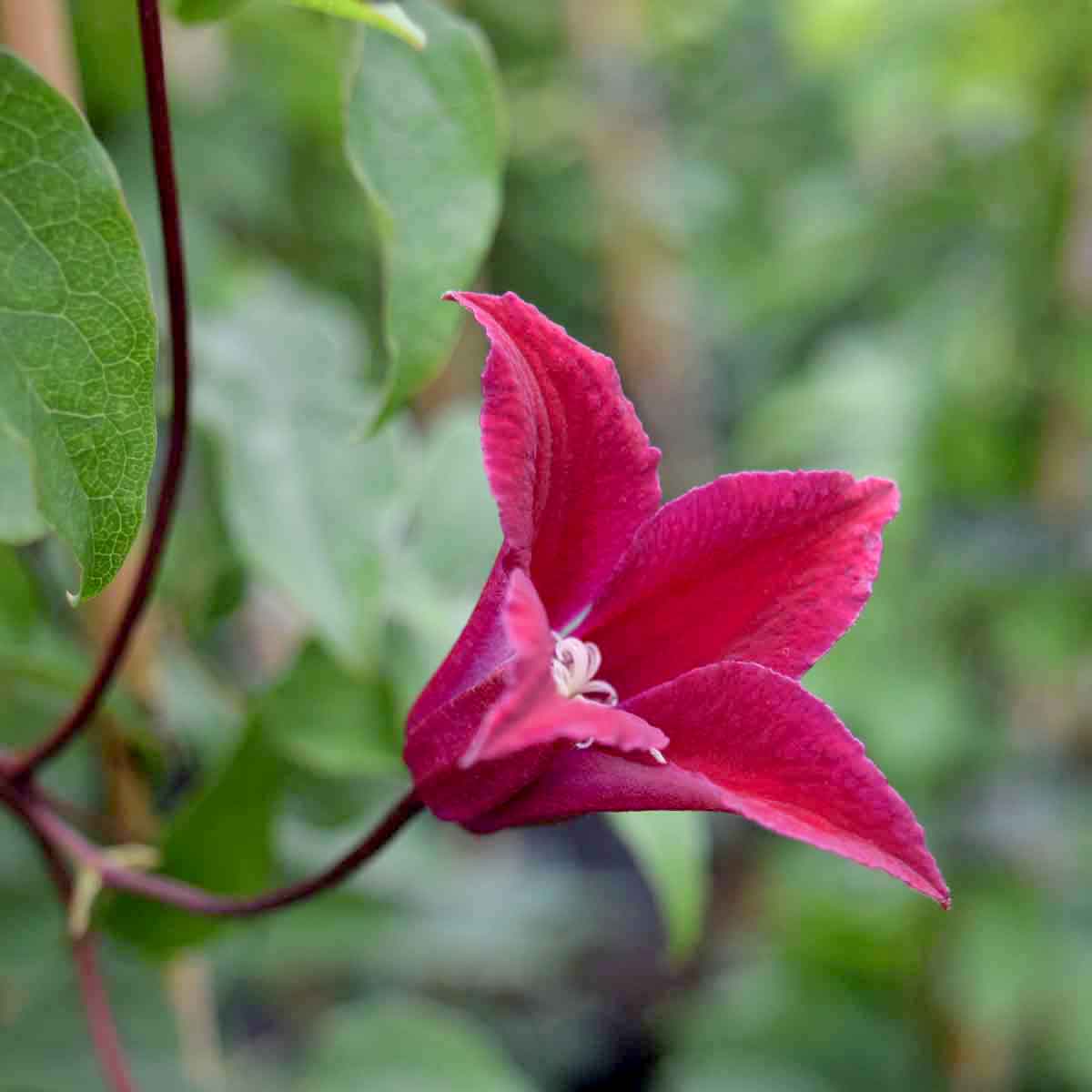 Clematis Princess Diana