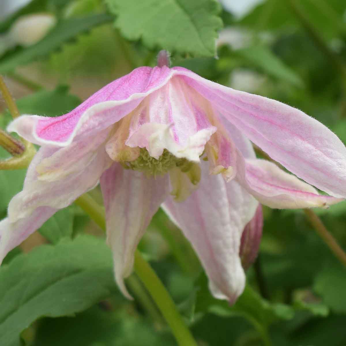 Clematis Propertius