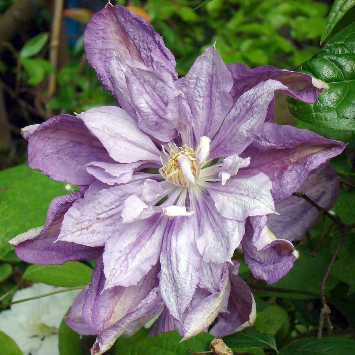 Clematis Proteus