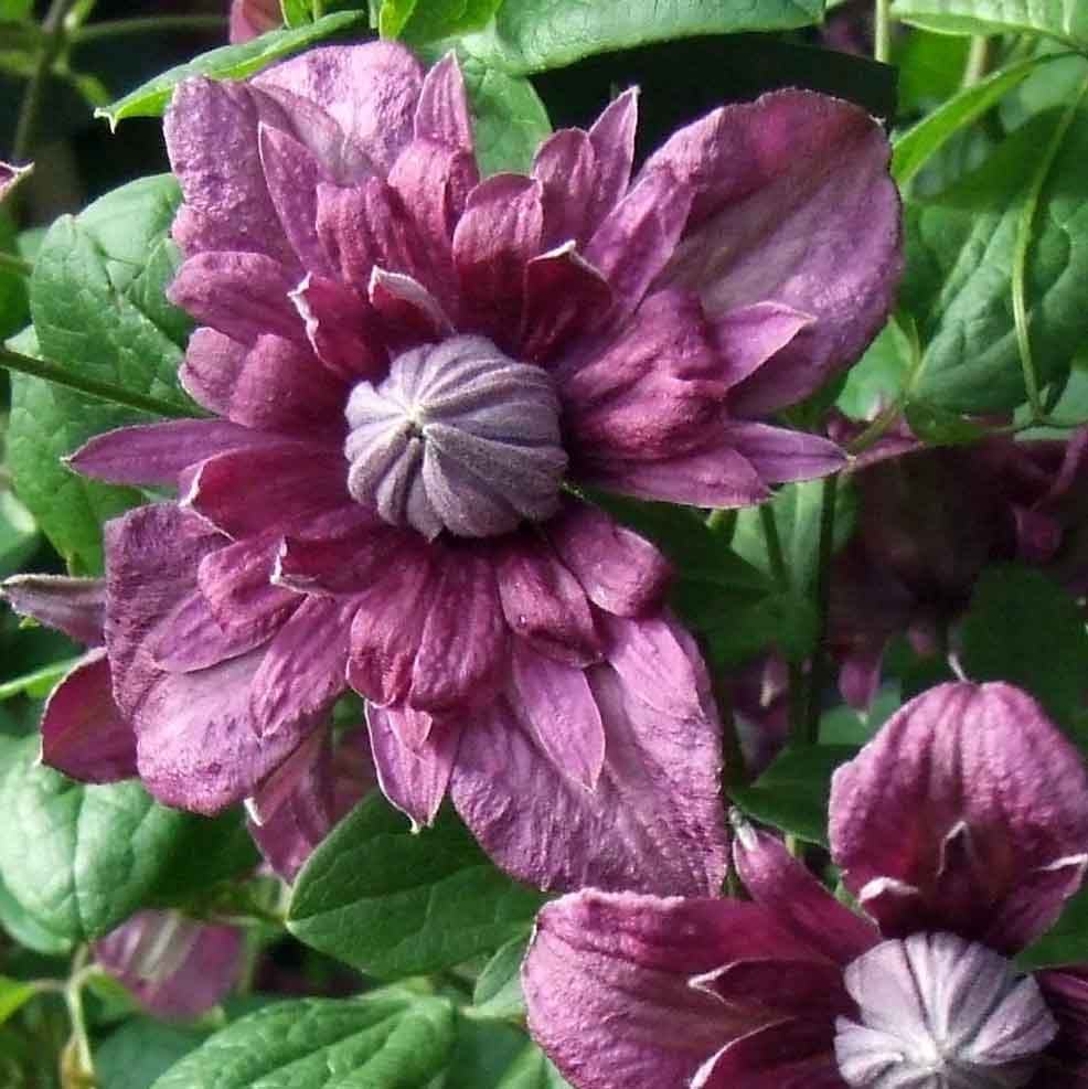 Clematis Purpurea Plena Elegans