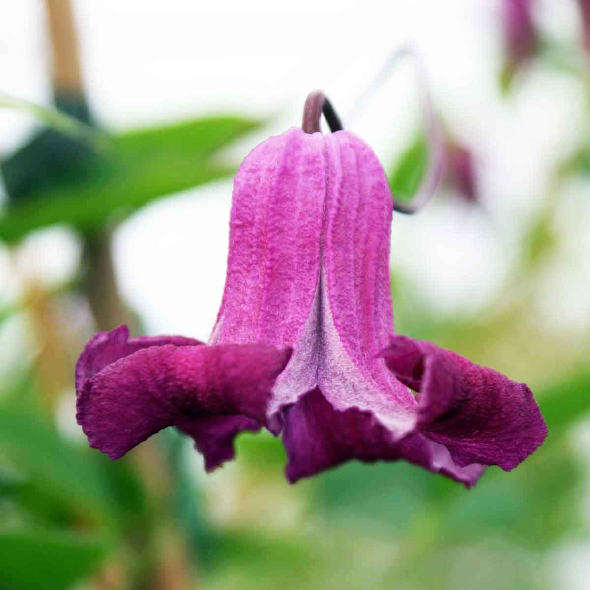 Clematis QUEEN MOTHER 'Zoqum'