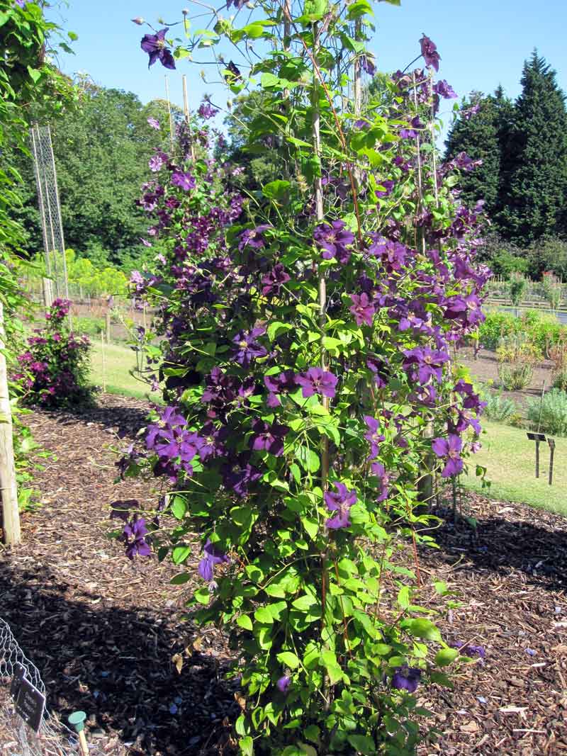 Clematis Rasputin Superior Quality Climbers - thorncroftclematis.co.uk