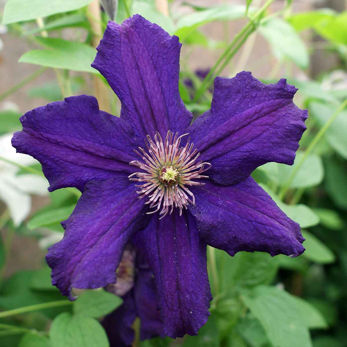 Clematis Rasputin