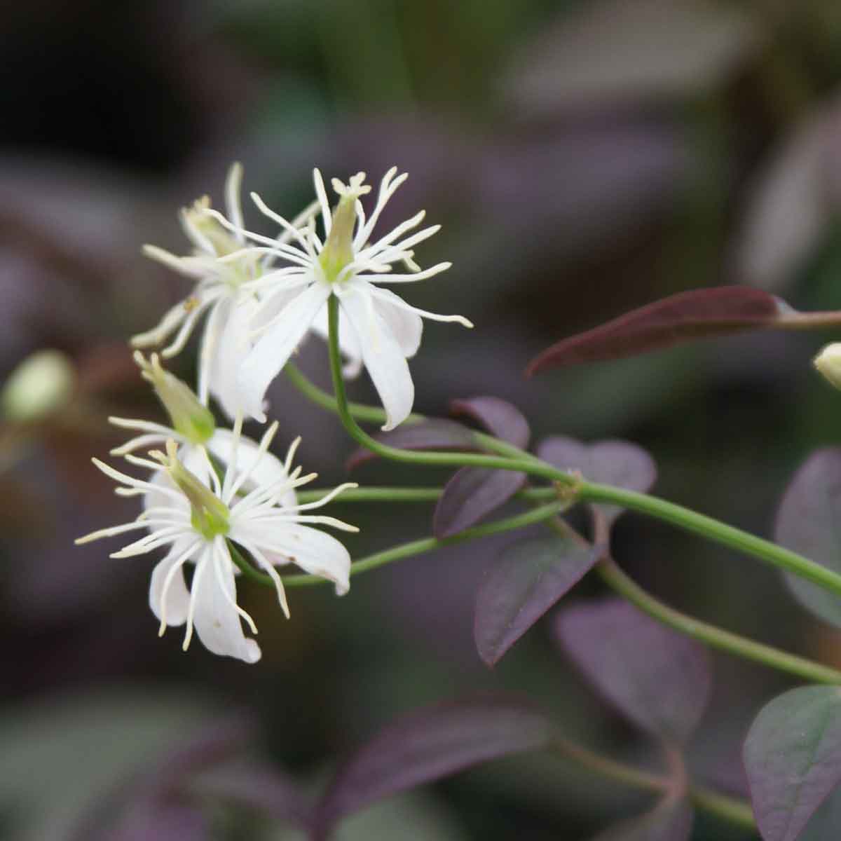 Clematis recta Purpurea