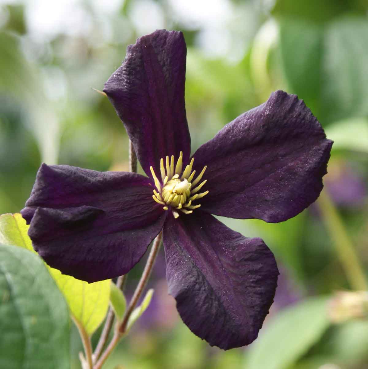 Clematis Romantika