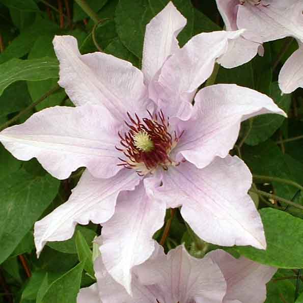 Clematis Rosa Konigskind