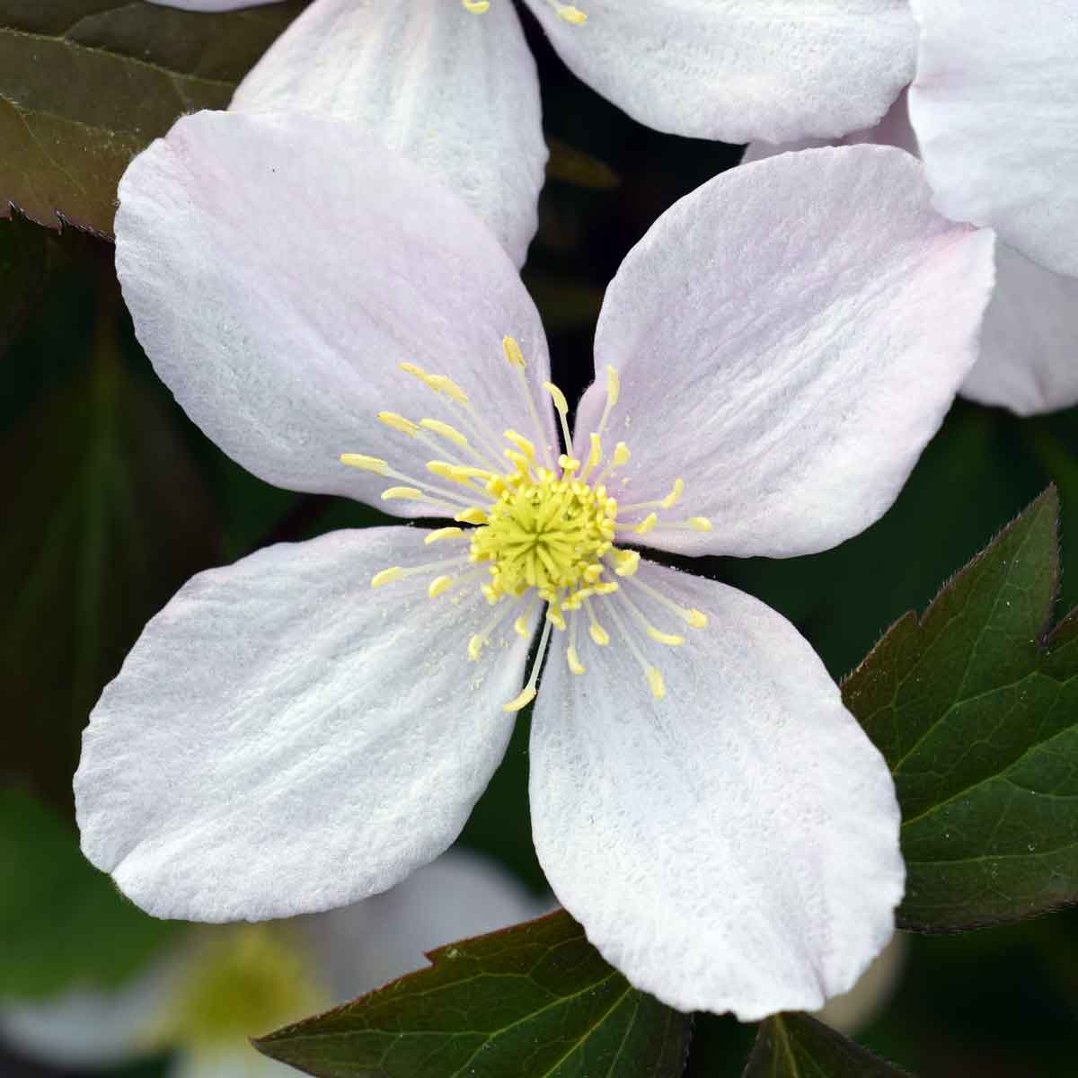 Clematis Rubens