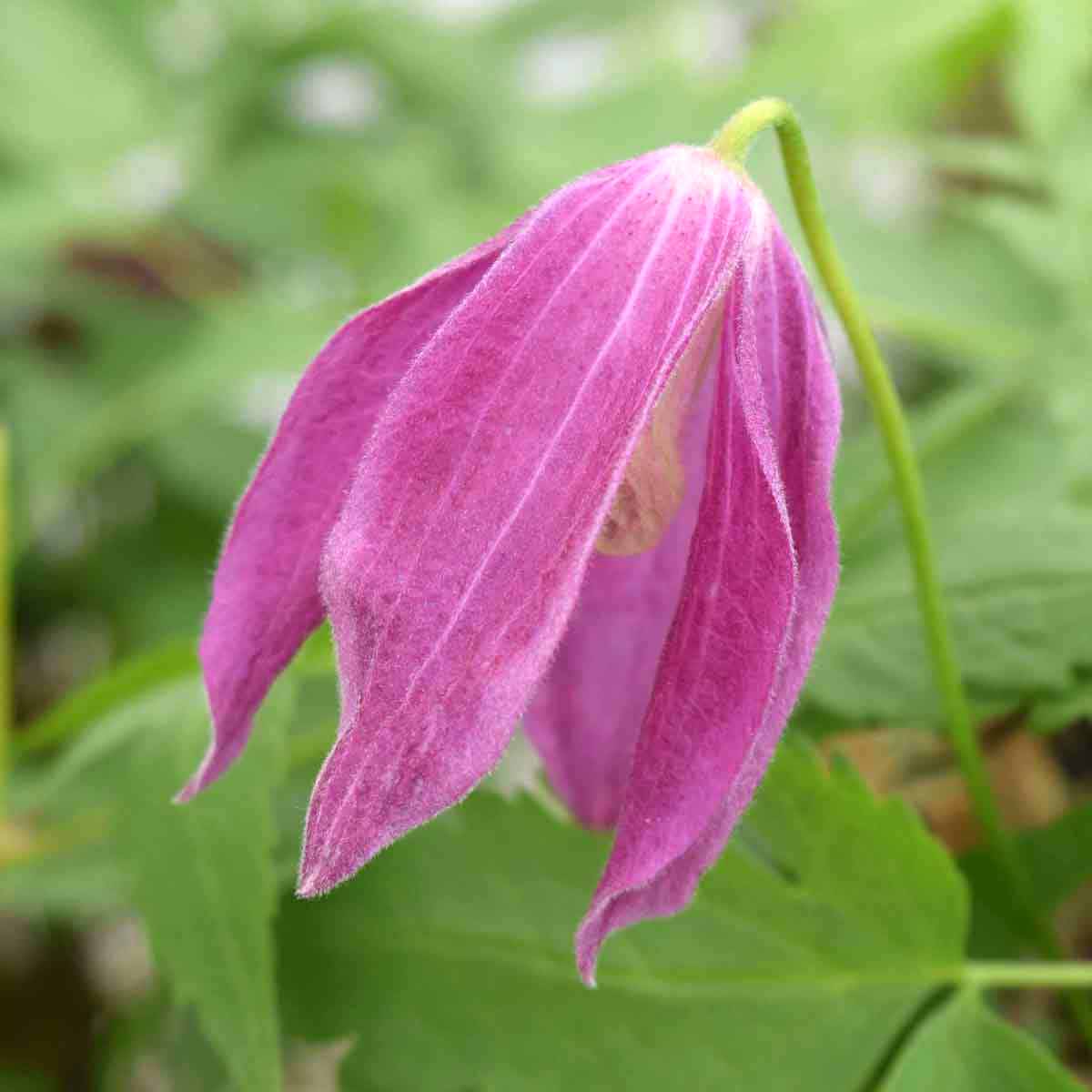 Clematis Ruby