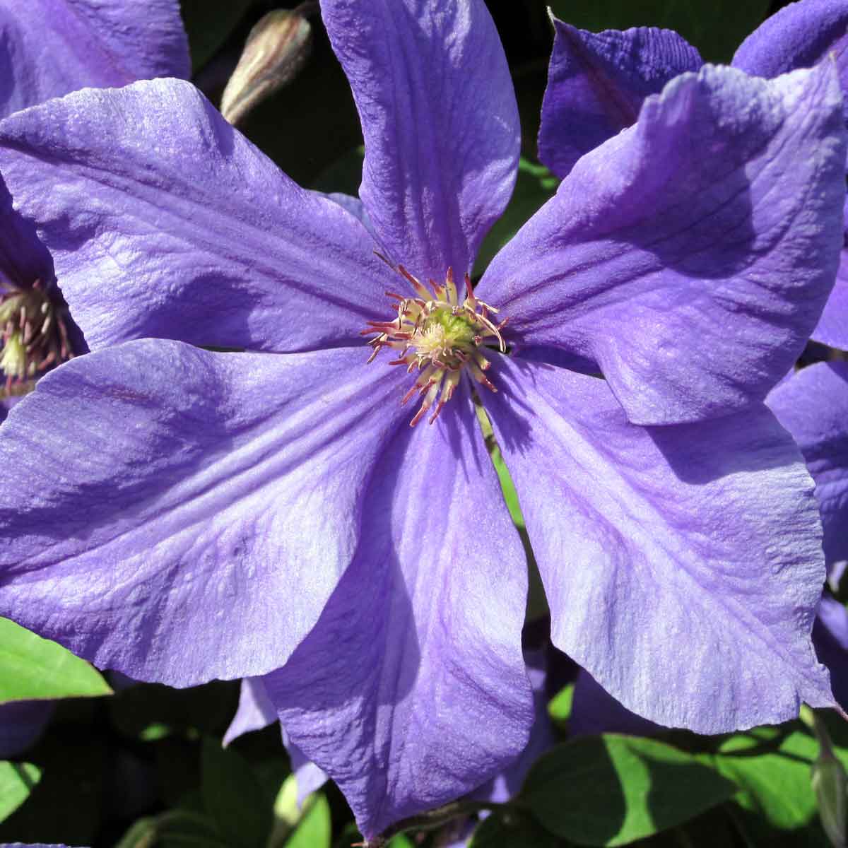 Clematis Semu