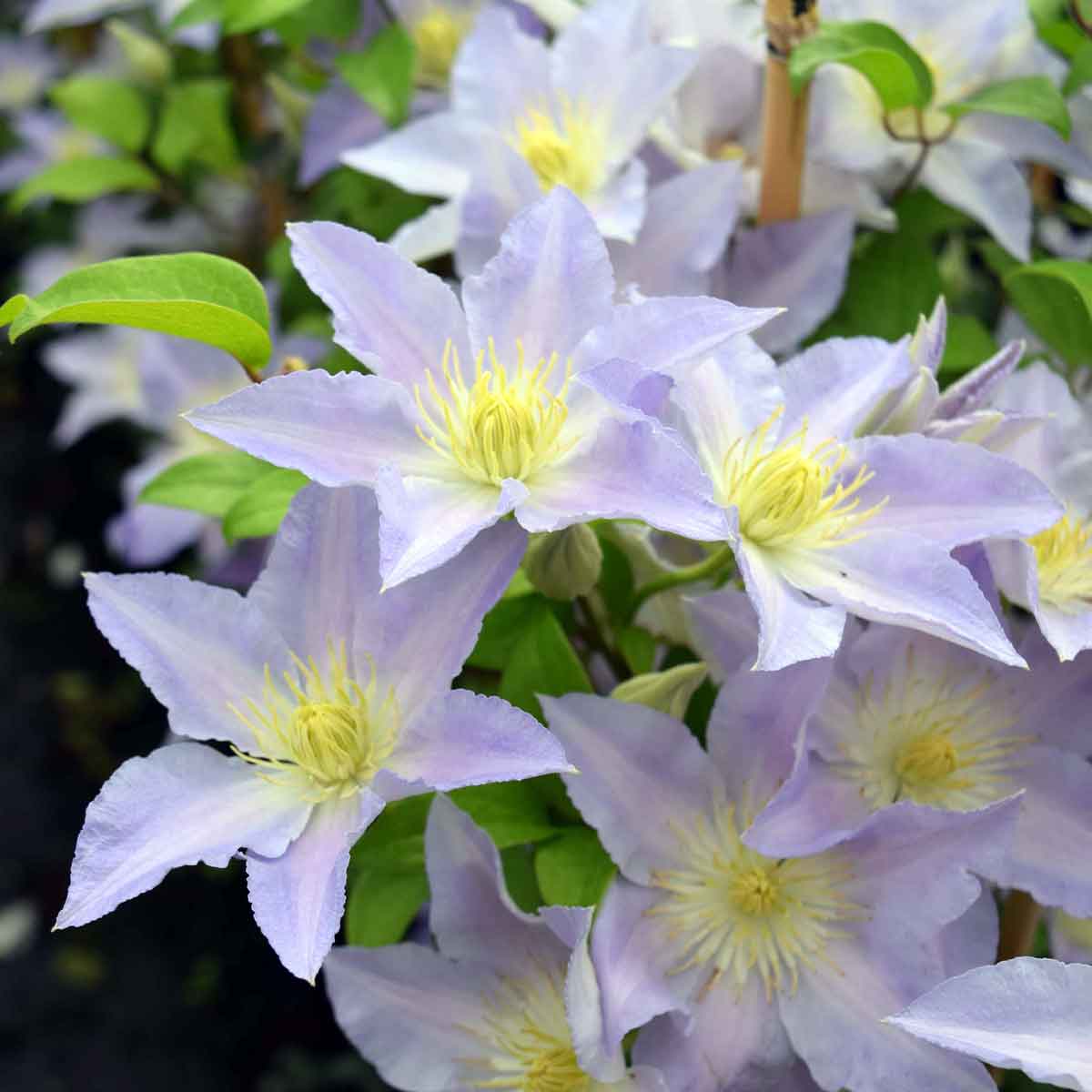 Clematis SPOTLIGHT 'Zo08160'
