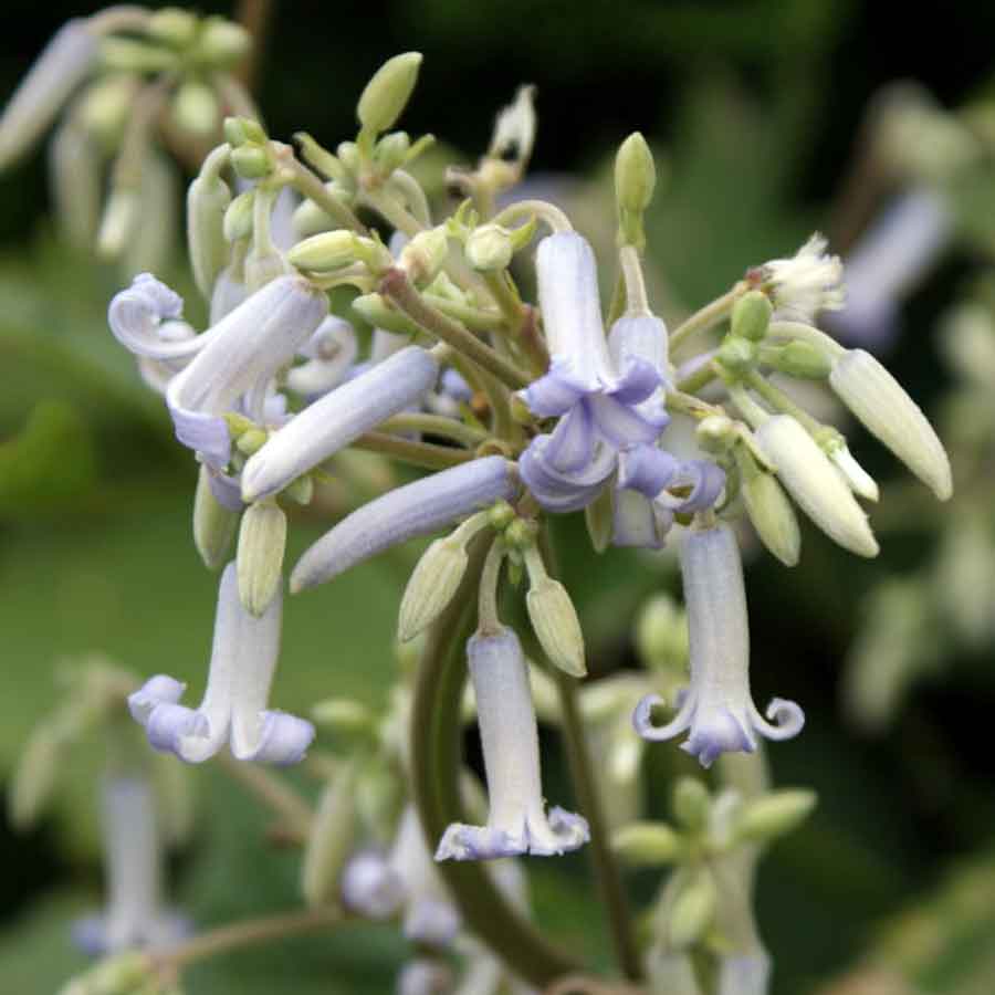 Clematis stans