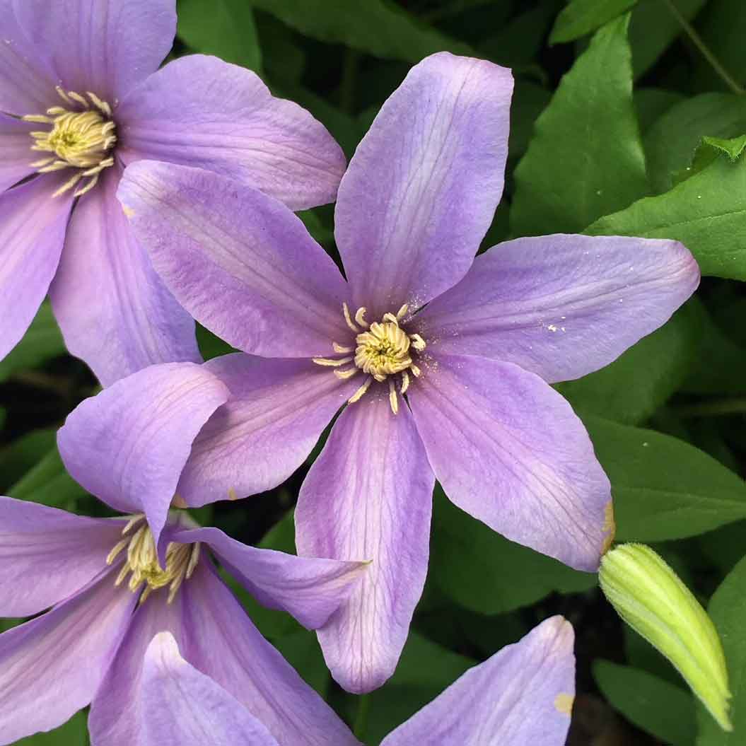 Clematis SUGAR SWEET BLUE 'Scented Clem'