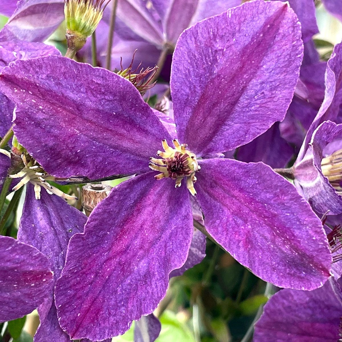 Clematis SUNNY SKY 'Zosusk'