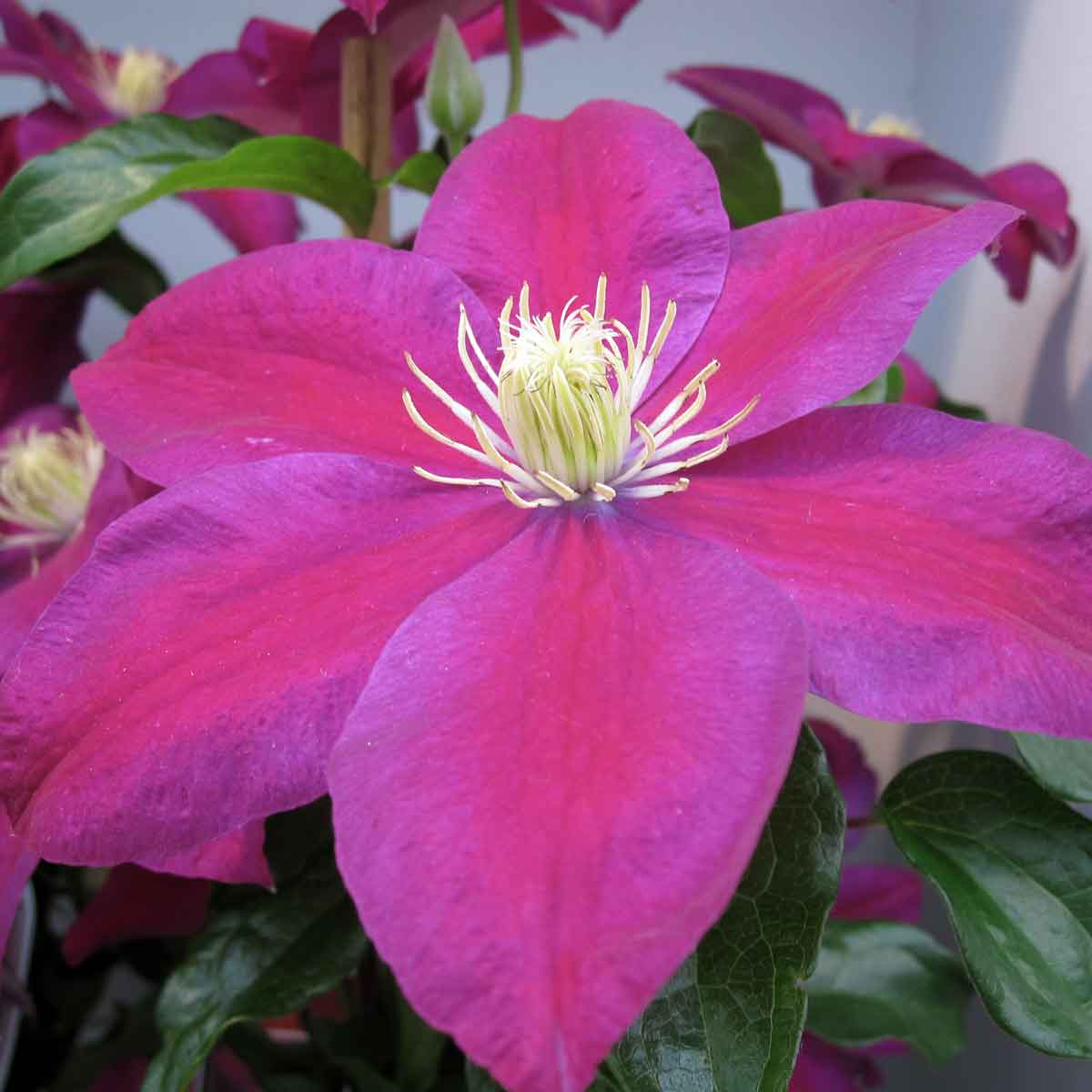 Clematis Sunset