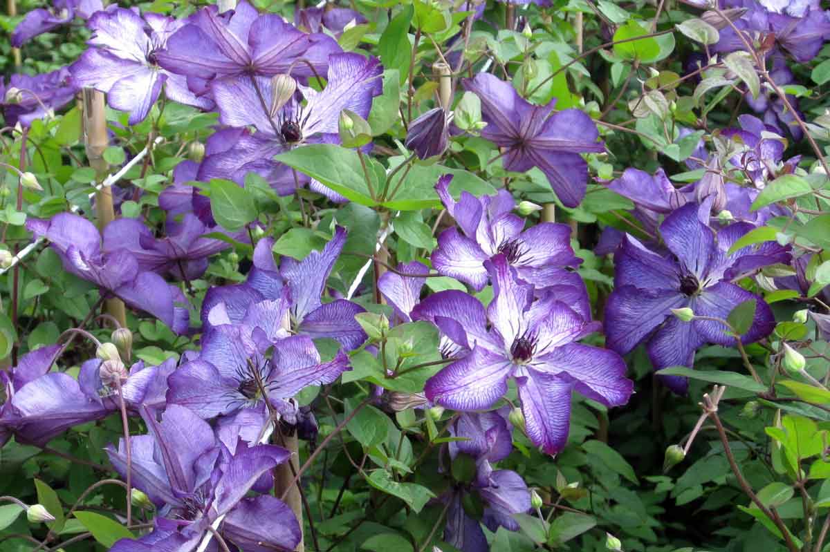 clematis-super-nova-zo09088-