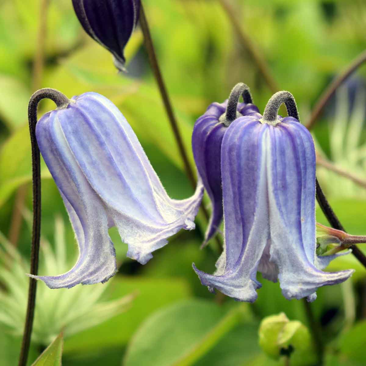 Clematis Swedish Bells