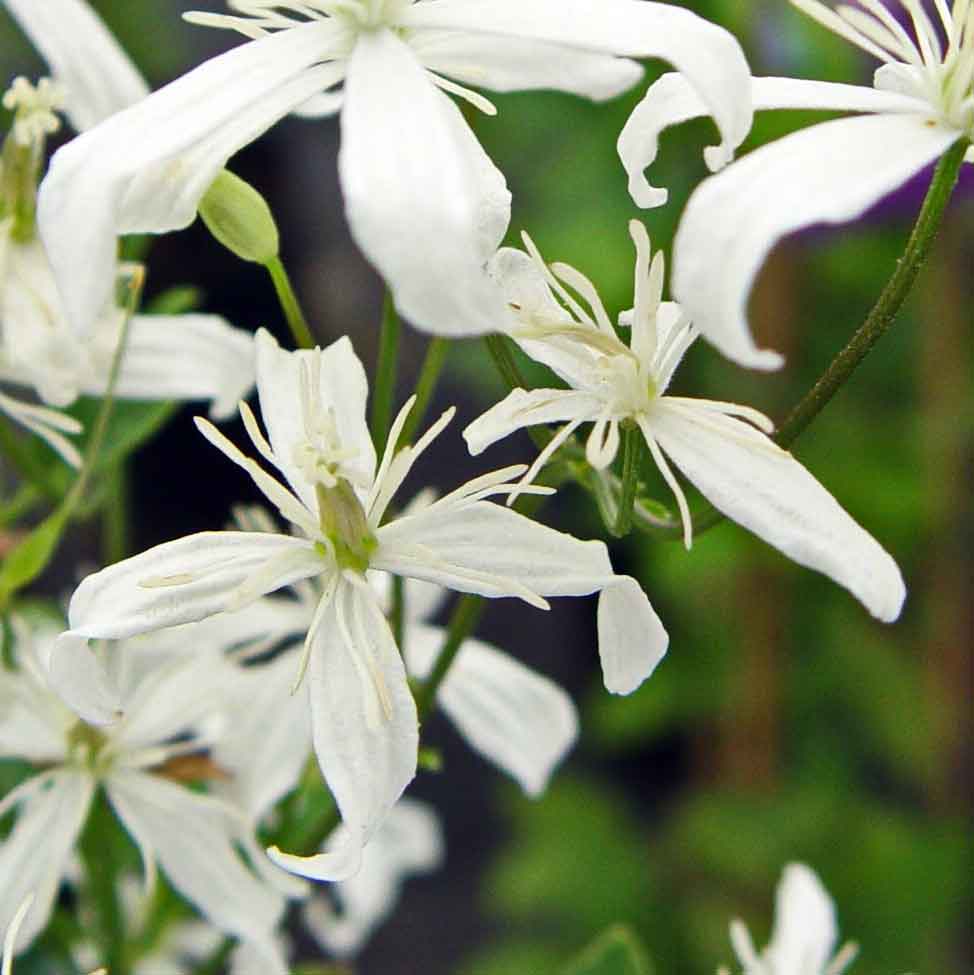 Clematis Sweet Scentsation