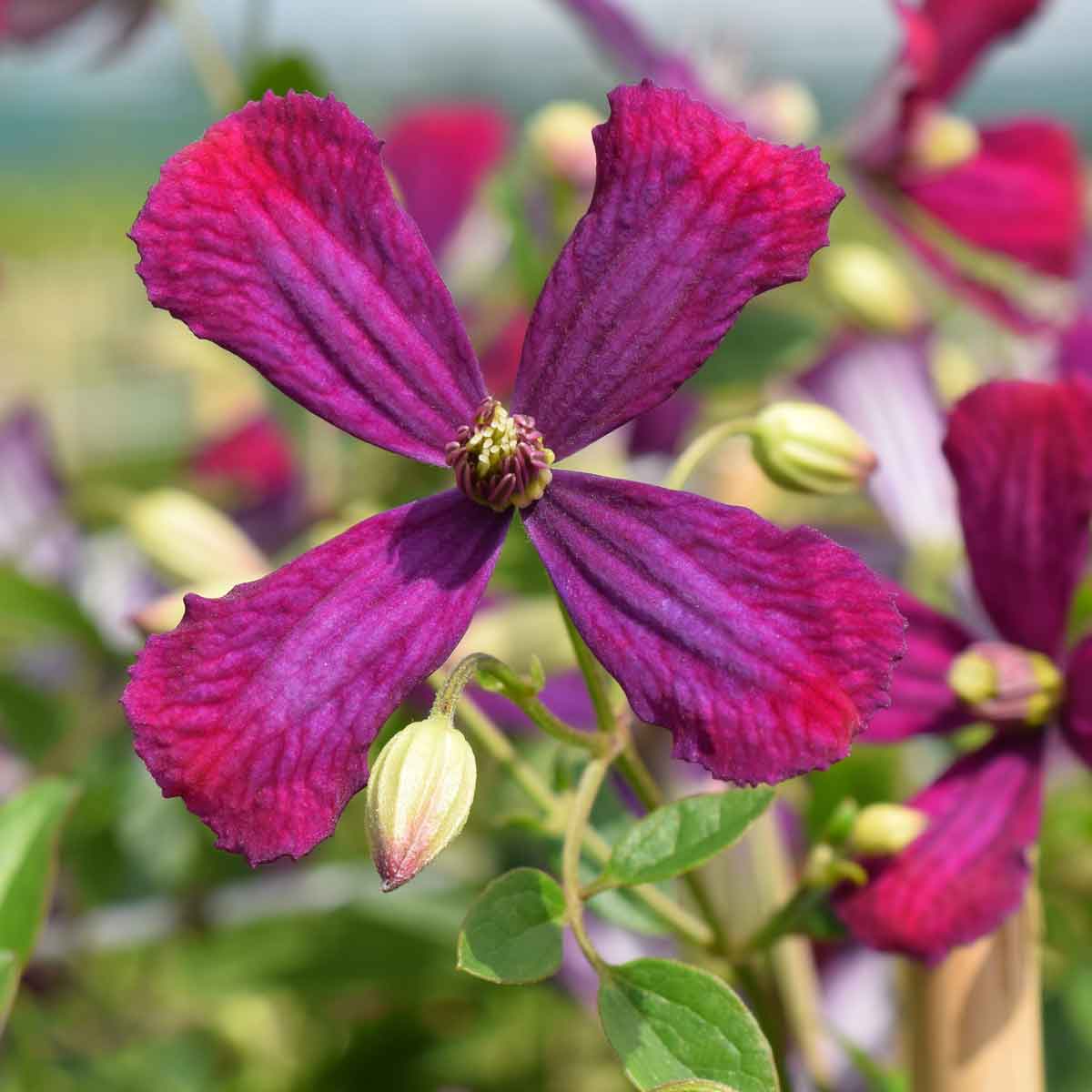 Clematis Sweet Summer Love