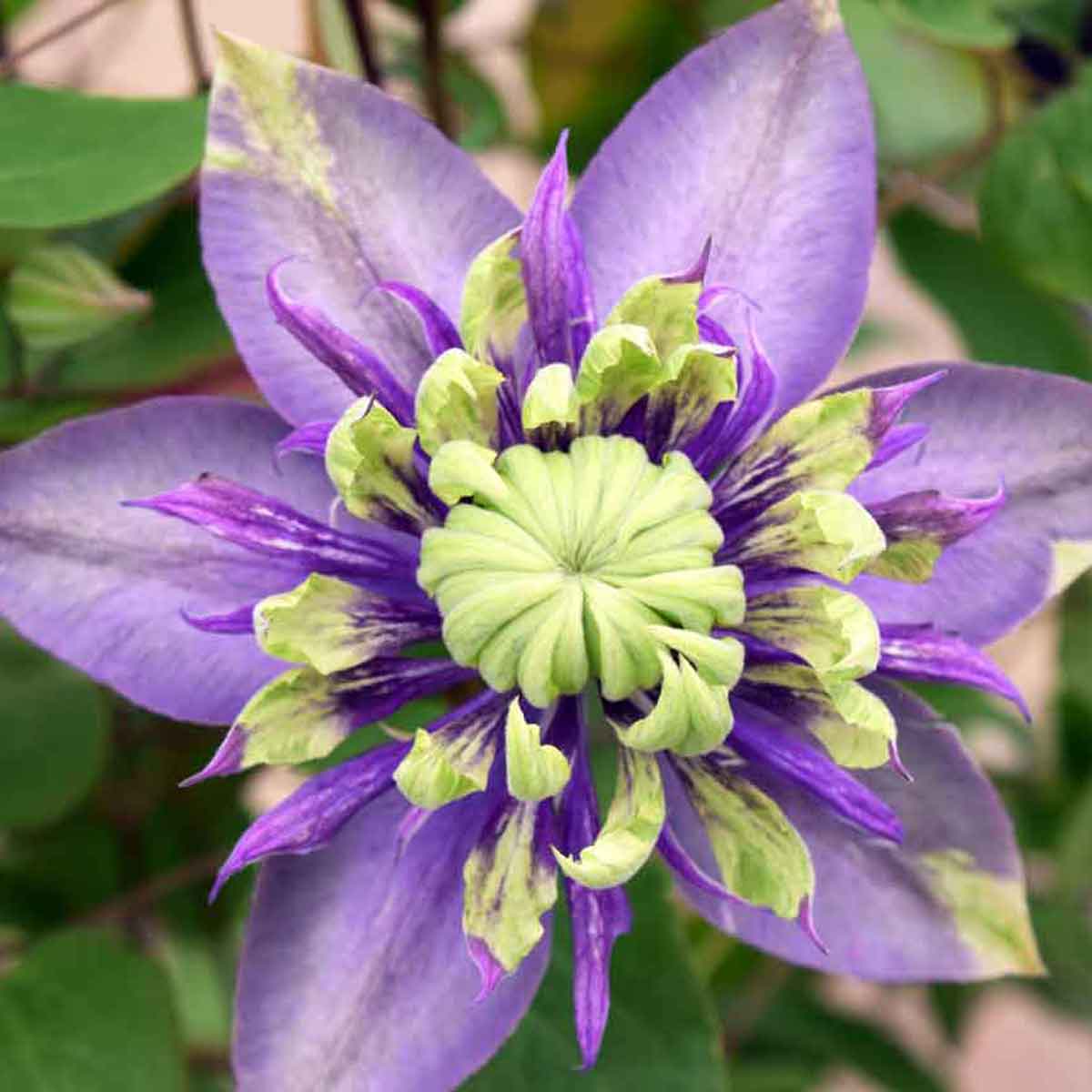 Clematis Taiga