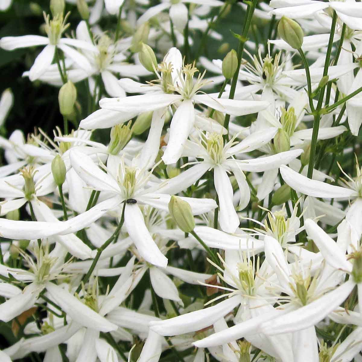 Clematis terniflora var. mandschurica