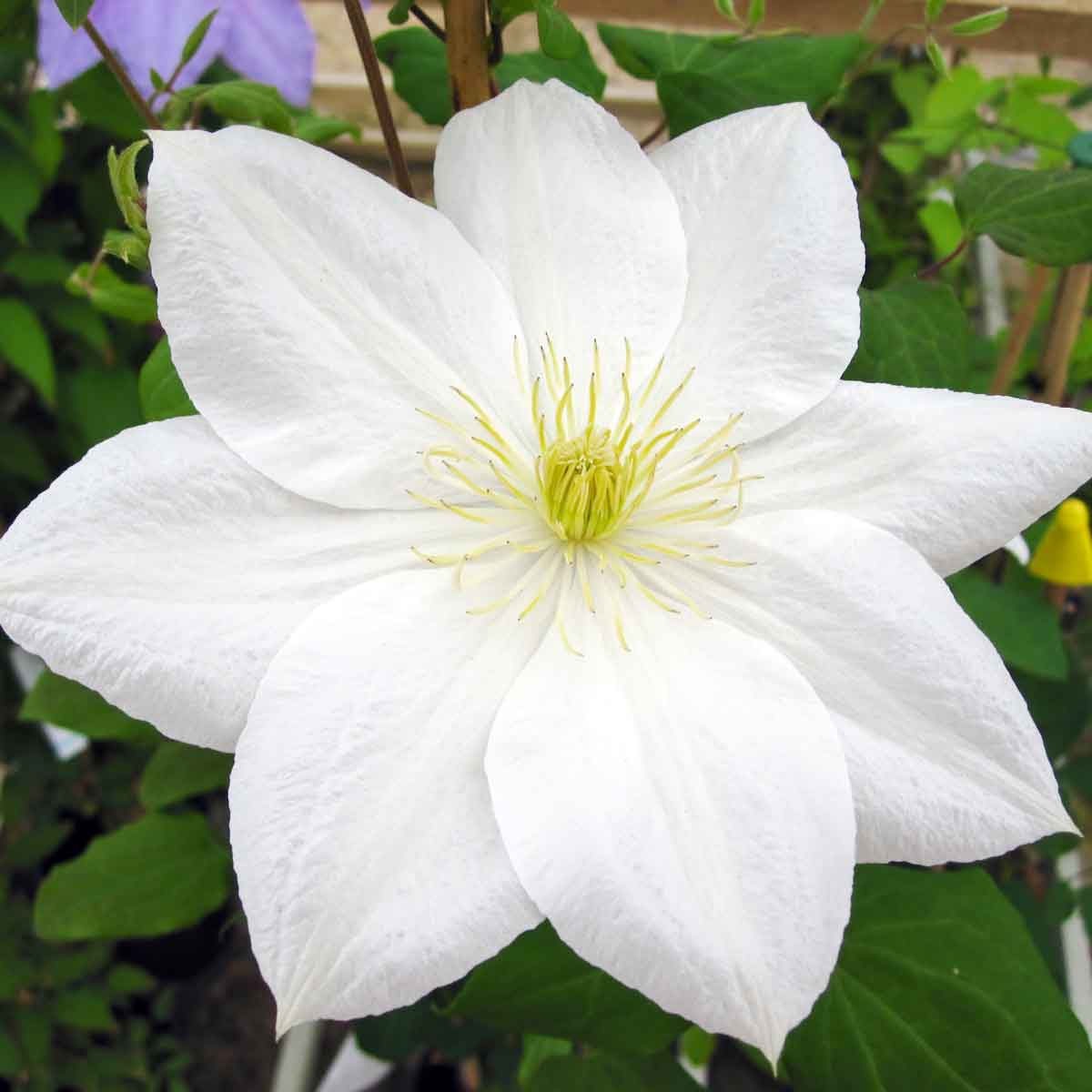 Clematis The Bride