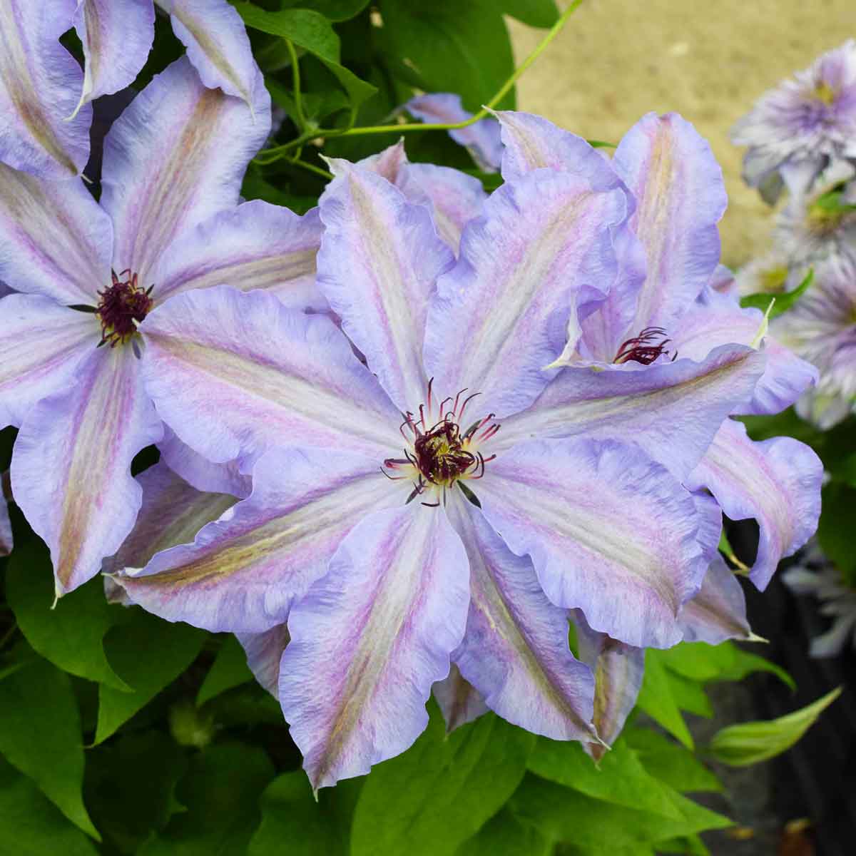 Clematis The First Lady